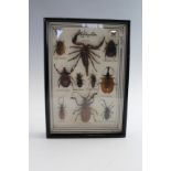 A mid 20th Century cased entomological display containing Malaysian scorpion and beetles, 18.5 x