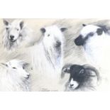 Colin Gard Allen (1926 - 1987) A montage of various British sheep breeds, graphite and body