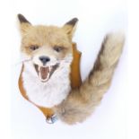 [ Taxidermy ] A shield mounted fox's mask and brush