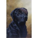 W Geoff Rollinson (Contemporary) "Ollie", a study of a black Labrador Retriever, acrylic, signed and