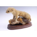 [ Taxidermy ] An early-to-mid 20th Century stuffed stoat mounted on a naturalistic base, 24.5 x 12 x