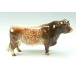 A Beswick shorthorn bull, Ch. Gwersylt, Lord Oxford 74th, model number 504, (chipped front hoof), 13