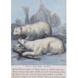 The Polar Bear, a 19th Century lithographic print depicting two bears devouring a seal, above a
