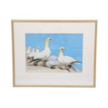 Paul N Collin An close study of gannets nesting on a cliff edge, set against blue, watercolour,