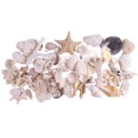 A large quantity of coral, seashells, starfish, etc