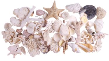A large quantity of coral, seashells, starfish, etc