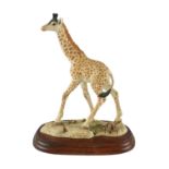 A Border Fine Arts Young Giraffe, RW27, boxed, 27 cm