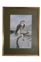 John Frank Haywood (1936 - 1991) A detailed study of an osprey perched atop a broken branch, trout