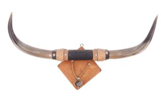 A mounted set of cow horns and horn tip, late 20th Century, 50 cm width