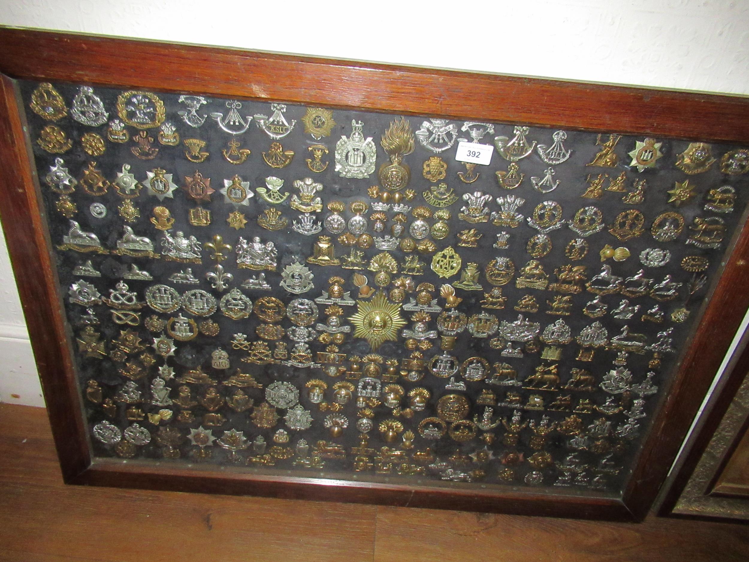 Large oak framed and glazed collection of mounted British Army cap badges, collars etc. from