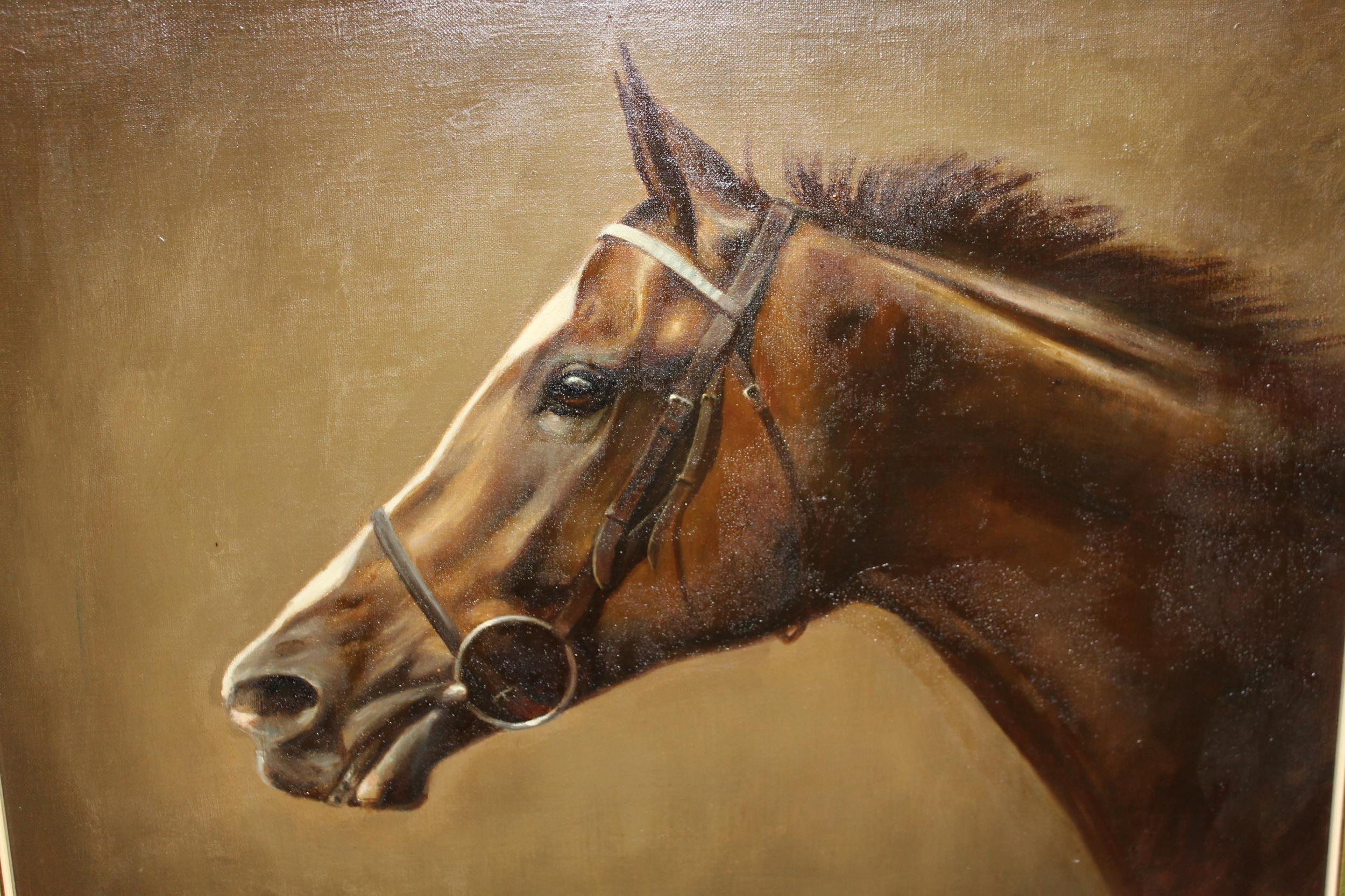 Frank L. Geere, oil on canvas, head study of a horse in bridle, signed and gilt framed, 39cms x 49.