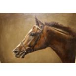 Frank L. Geere, oil on canvas, head study of a horse in bridle, signed and gilt framed, 39cms x 49.