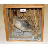 Taxidermy, preserved and mounted teal, in a glazed display case, 29cms square