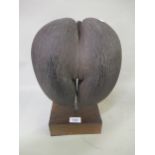 Coco-de-Mer mounted on an oak plinth base, the shell 24.5cms high, 36cms high overall