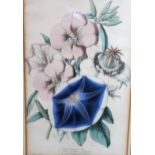 Set of three 19th Century hand coloured botanical engravings after James Andrews, 20cms x 12cms,