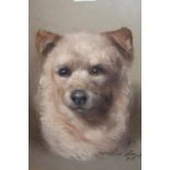 Donald Russ, signed pastel drawing, portrait of a dog, 39cms x 29cms