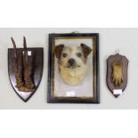 Three deer antler wall trophies, together with a preserved and mounted dogs head, and an otter paw