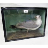 Cased taxidermy seagull