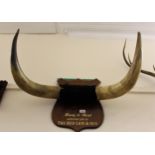 Pair of water buffalo horns mounted on a mahogany shield, together with a pair of stag horns