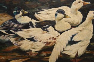 20th Century Continental school, oil on canvas, study of ducks, indistinctly signed, F. Koes....?