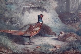 Pair of large oak framed coloured prints of game birds after Thorburn, 30 x 50cm approximately,