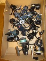 Quantity of Mitchell fixed spool reels including 386 and 387 surf reels