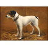 J** B** C** (CIRCA 1900). STUDY OF A JACK RUSSELL TERRIER.