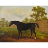 JAMES BARENGER (1780-1831). TRAMP, A DARK BAY HORSE IN A PADDOCK.