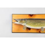 A TAXIDERMY STUDY OF A PIKE.