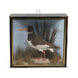 TAXIDERMY - J COOPER, CASED OYSTER CATCHER.