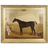THOMAS TEMPLE (1821-1907). PORTRAIT OF A BAY RACEHORSE, BELIEVED TO BE `CYRUS`.