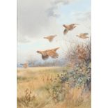 JOHN CYRIL HARRISON (1898-1985). LOW OVER THE HEDGE (PARTRIDGES). (d)