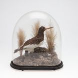 TAXIDERMY - OYSTER CATCHER & GLASS DOME.