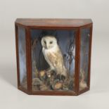 TAXIDERMY - CASED BARN OWL.