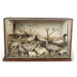 TAXIDERMY - LARGE CASED DISPLAY OF PHEASANTS, BIRDS & RABBITS.