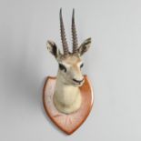 TAXIDERMY - VAN INGEN OF MYSORE ANTELOPE HEAD.