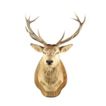 TAXIDERMY - LARGE SCOTTISH STAGS HEAD.