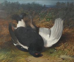 ABEL HOLD (1815-1896). A FALLEN BLACK GROUSE.