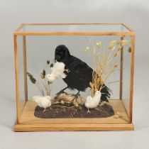 TAXIDERMY - CASED CROW & CHICKS.