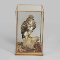 TAXIDERMY - LARGE CASED BUZZARD.