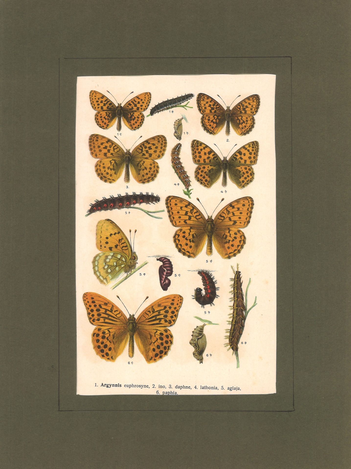 alte Lithographie "Insekten" beidseitig bedruckt. Blattmaße: Höhe ca. 23 cm, Breite ca. 15 cm