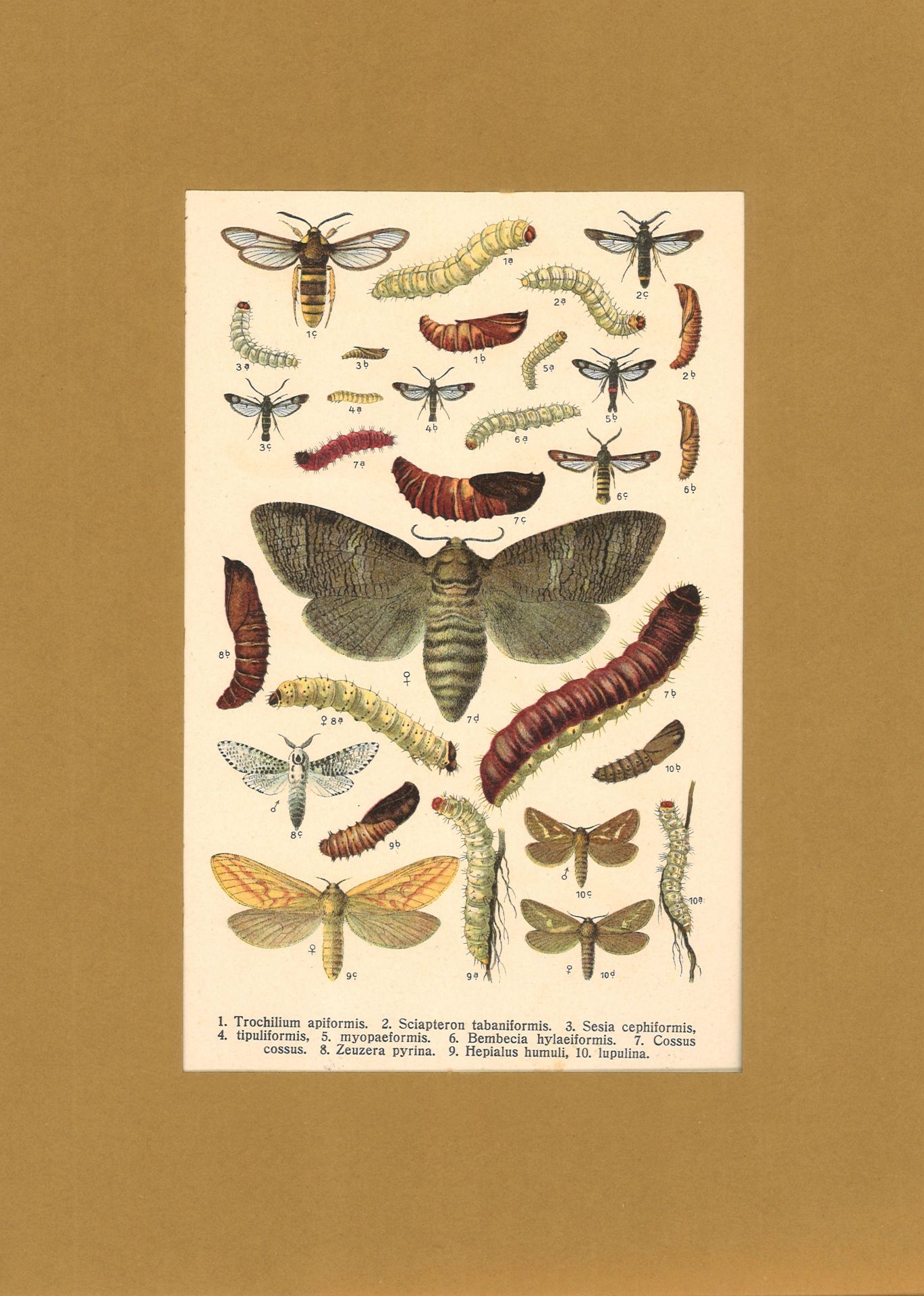 alte Lithographie "Insekten" beidseitig bedruckt. Blattmaße: Höhe ca. 23 cm, Breite ca. 15 cm