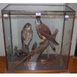 A TAXIDERMY GROUP OF TWO COMMON KESTRELS PERCHED ON A BRANCH IN A GLASS DISPLAY CASE