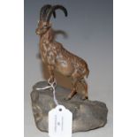 AN EARLY 20TH CENTURY COLD PAINTED BRONZE FIGURE OF AN IBEX STANDING ON A ROCK, 18CM HIGH