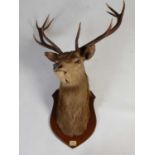 An early 20th century ten-point stags head taxidermy, shoulder mount to oak shield bearing plaque