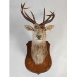 An early 20th century twelve-point royal stags head taxidermy, shoulder mount to oak shield shaped