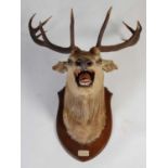 An early 20th century ten-point stags head taxidermy, shoulder mount to oak shield bearing plaque