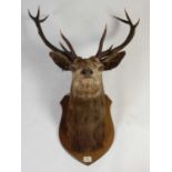 An early 20th century twelve-point royal stags head taxidermy, shoulder mount to oak shield shaped
