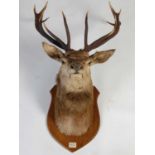 An early 20th century twelve-point royal stags head taxidermy, shoulder mount to oak shield shaped