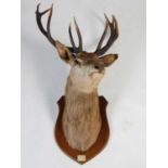 An early 20th century twelve-point royal stags head taxidermy, shoulder mount to oak shield shaped